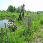 Beaver exclusion fencing