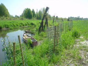 Beaver exclusion fencing