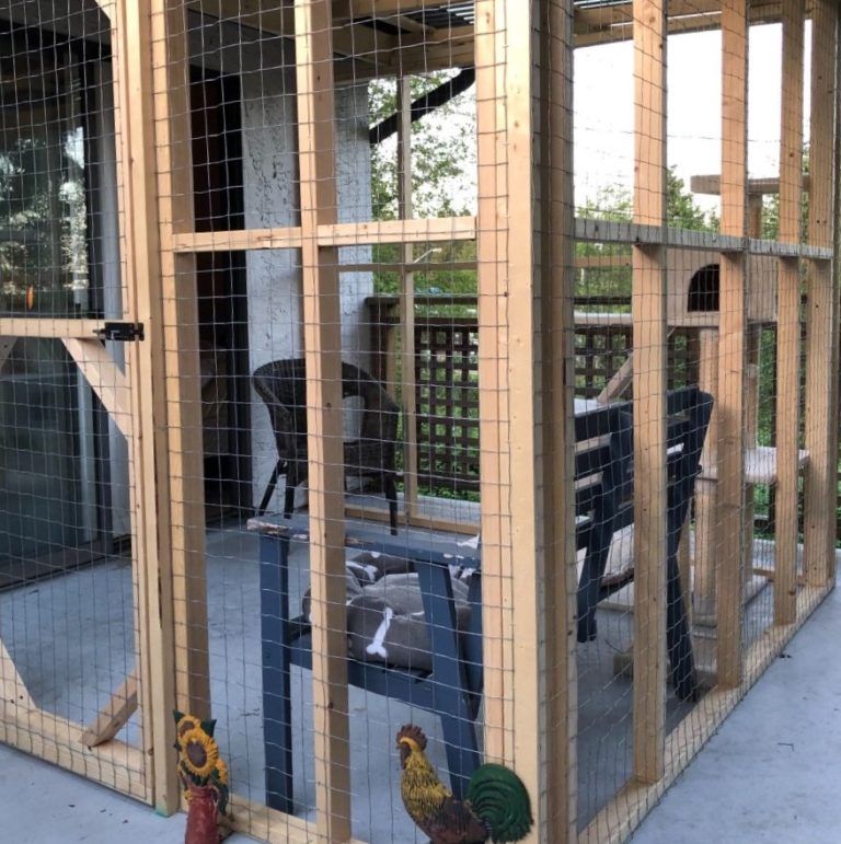 Catios and outdoor cat enclosures - Stewardship Centre for BC