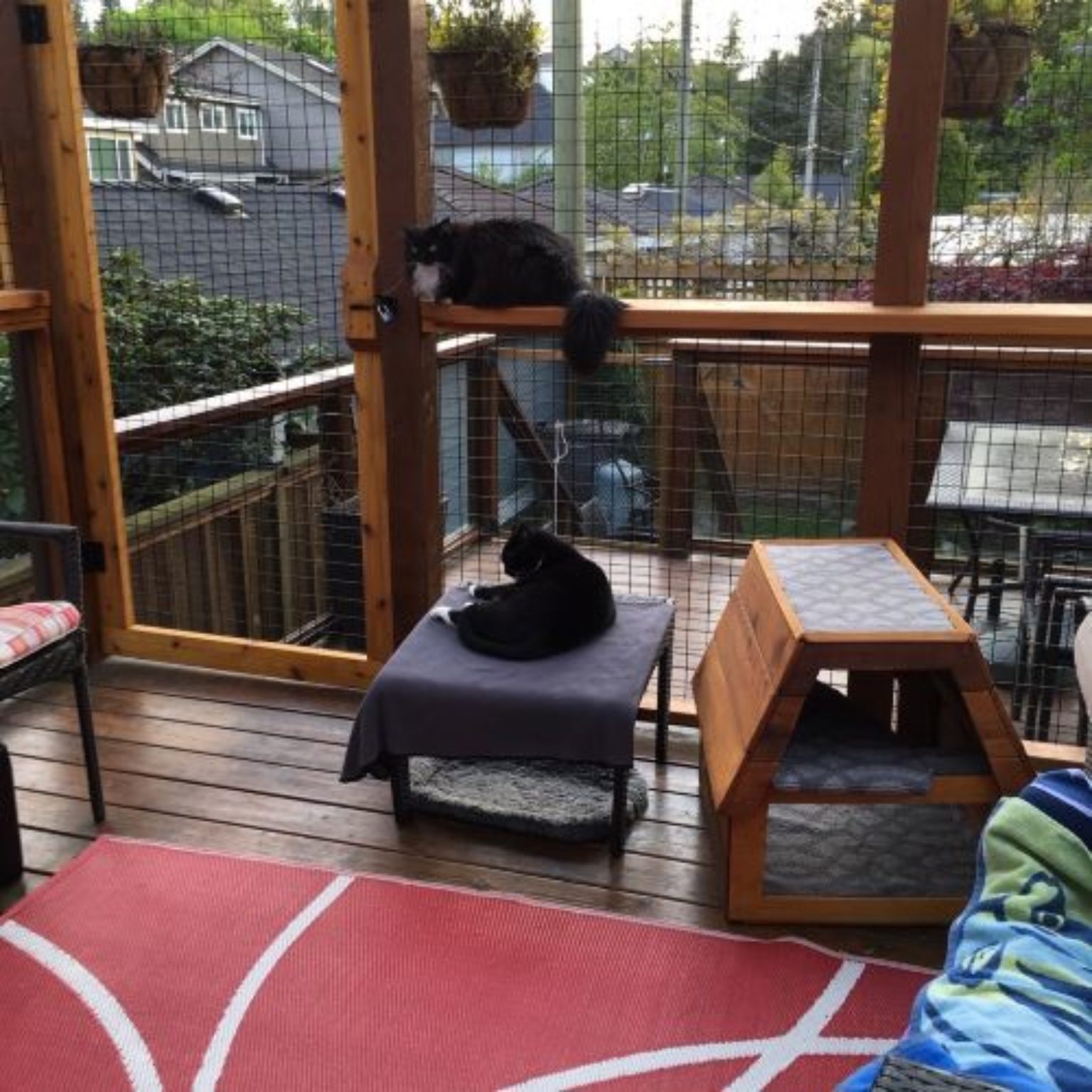 Catios and outdoor cat enclosures - Stewardship Centre for BC