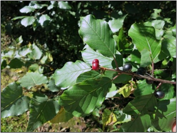 Example of an Invasive Species Glossy Buckthorn