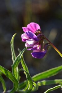 Beach Pea, Lathyrus japonicus