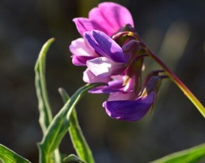 Beach Pea, Lathyrus japonicus