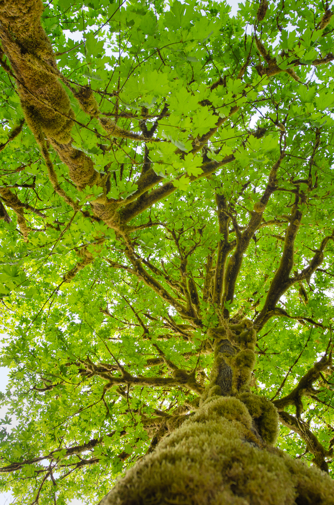 Image of Big Leaf Maple