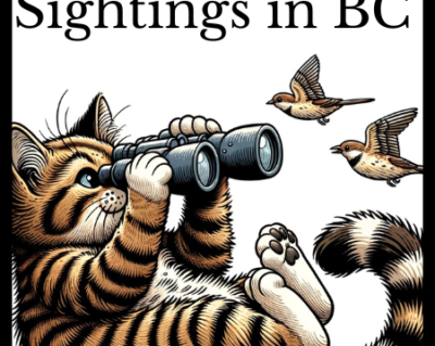 Cat looking at birds with binoculars survey header