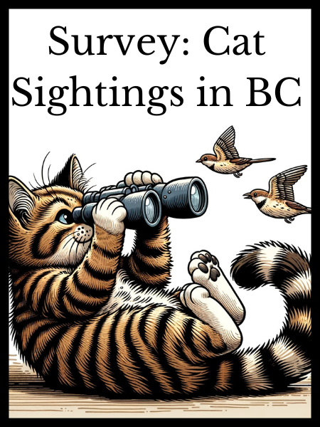 Cat looking at birds with binoculars survey header